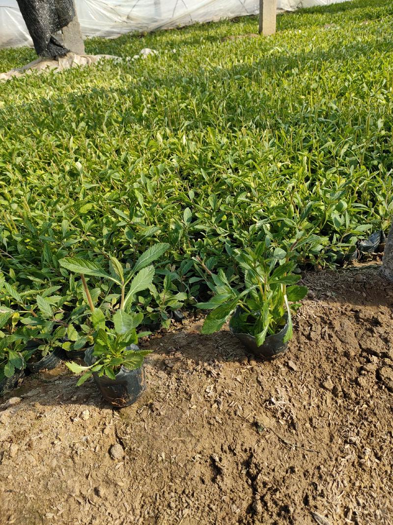 柳叶马鞭草基地，柳叶马鞭草花海苗供应，柳叶马鞭草大量上市