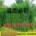 青竹苗金镶玉竹苗全部基地现挖现卖量大提供发票