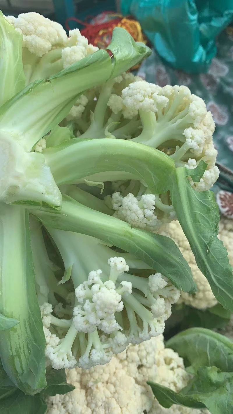 精品花菜，产地直销，质量过硬，一手货源，一级乳白。