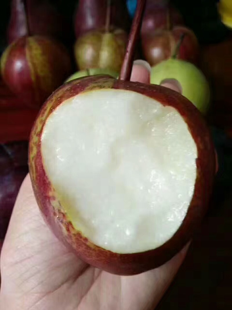 彩虹梨树苗数量不多了需要的可以联系