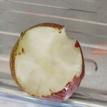 彩虹梨树苗数量不多了需要的可以联系