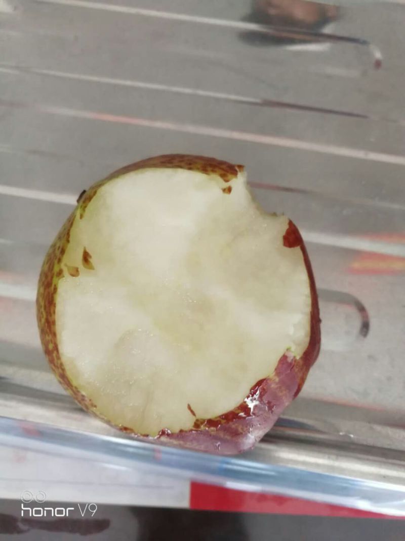彩虹梨树苗数量不多了需要的可以联系