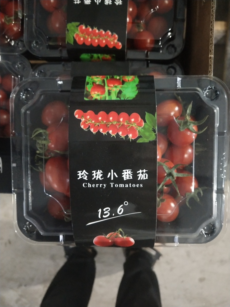 （釜山88小番茄）产地直发一手货源新鲜货当天发车