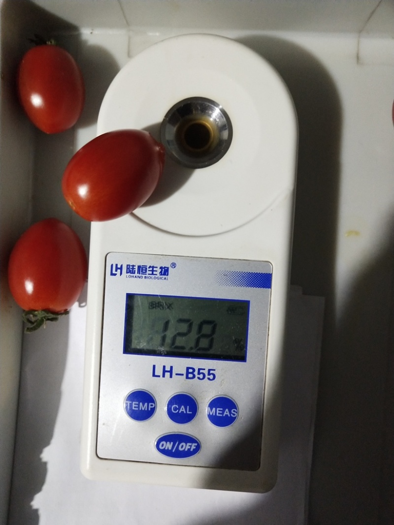 （釜山88小番茄）产地直发一手货源新鲜货当天发车