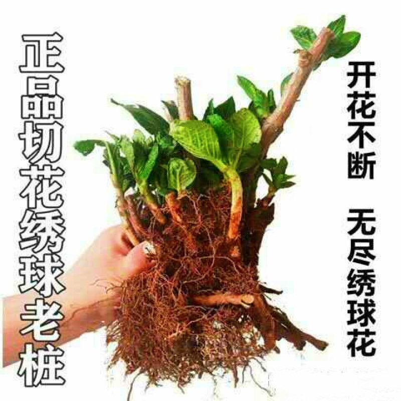 绣球15年老桩八仙花绣球花苗盆栽无尽夏大花卉室内花阳台