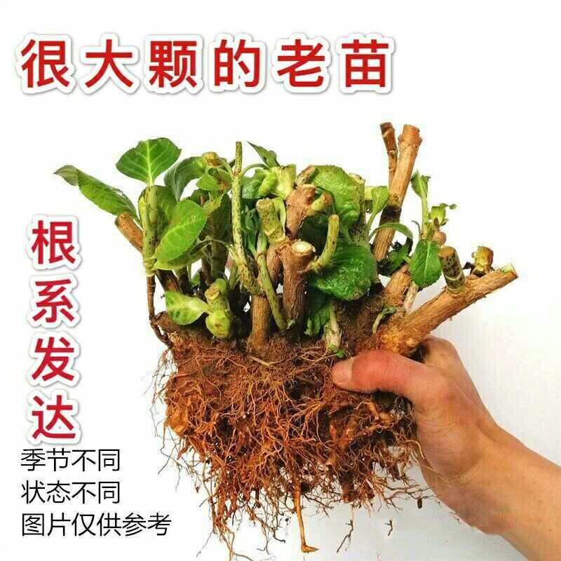 绣球15年老桩八仙花绣球花苗盆栽无尽夏大花卉室内花阳台
