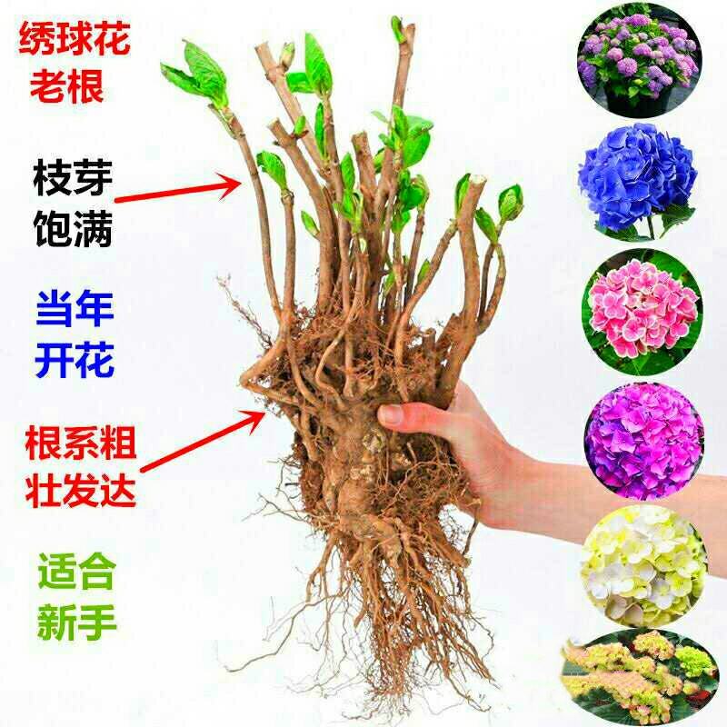 绣球15年老桩八仙花绣球花苗盆栽无尽夏大花卉室内花阳台
