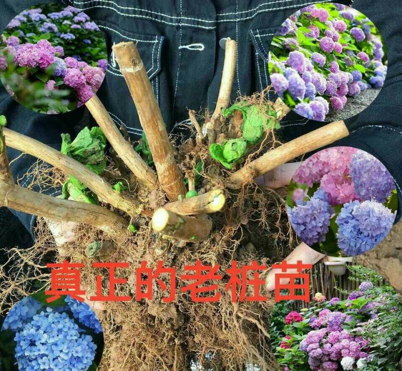 绣球15年老桩八仙花绣球花苗盆栽无尽夏大花卉室内花阳台