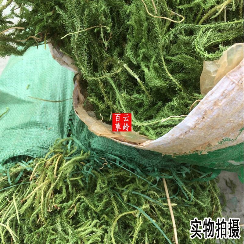 云南野生中药材伸筋草筋骨草舒筋草石松狮子