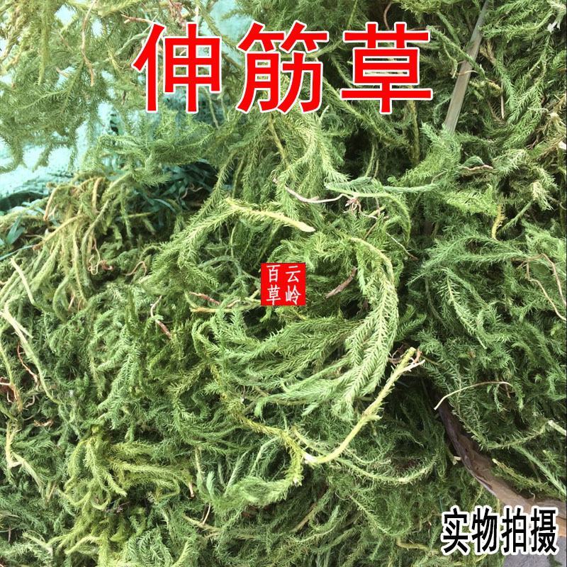 云南野生中药材伸筋草筋骨草舒筋草石松狮子
