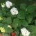 绣球.大颗绣球，蓝色，品名：无尽夏.蓝色.