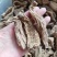 东北一级野生天麻，保质保量，拒绝掺假