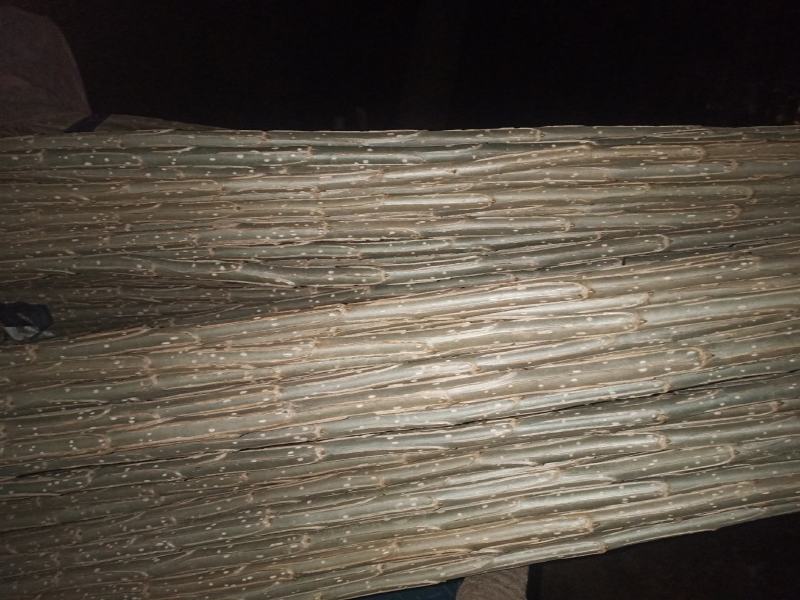 中华红叶杨，量大优惠，需要的联系