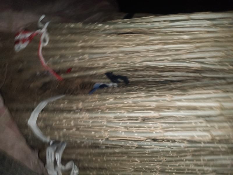 中华红叶杨，量大优惠，需要的联系