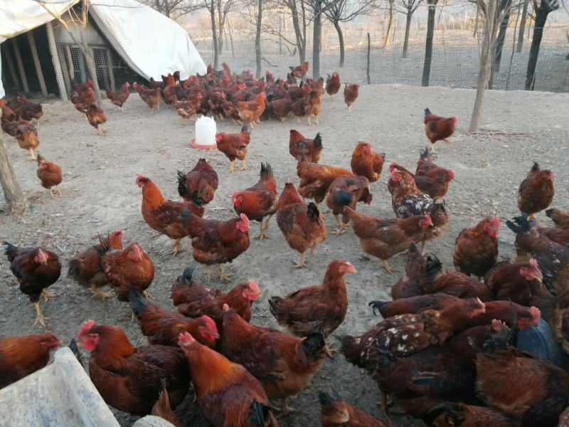 【林下散养土鸡】“陇桥绿源”牌活禽纯粮食养殖可视频看货