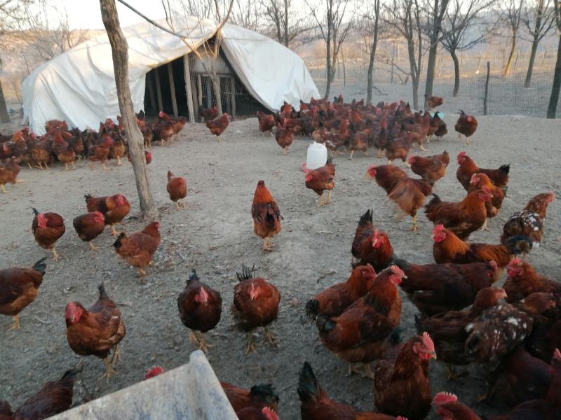 【林下散养土鸡】“陇桥绿源”牌活禽纯粮食养殖可视频看货