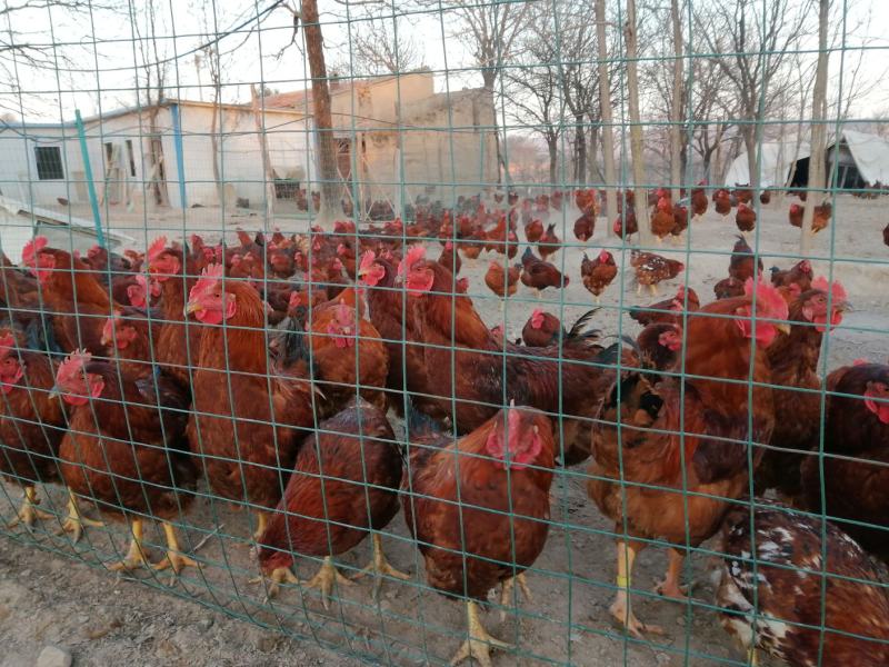 【林下散养土鸡】“陇桥绿源”牌活禽纯粮食养殖可视频看货