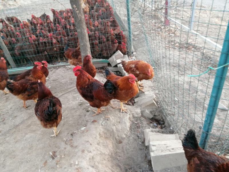 【林下散养土鸡】“陇桥绿源”牌活禽纯粮食养殖可视频看货