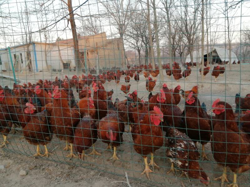 【林下散养土鸡】“陇桥绿源”牌活禽纯粮食养殖可视频看货
