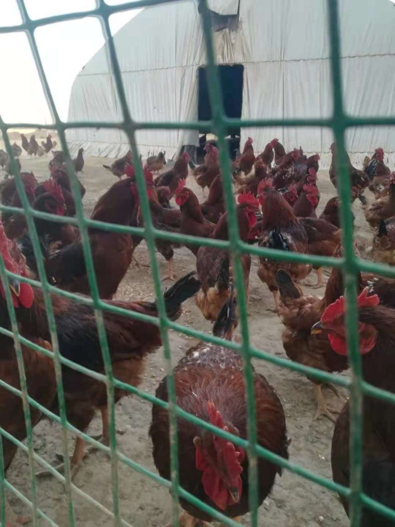 【林下散养土鸡】“陇桥绿源”牌活禽纯粮食养殖可视频看货