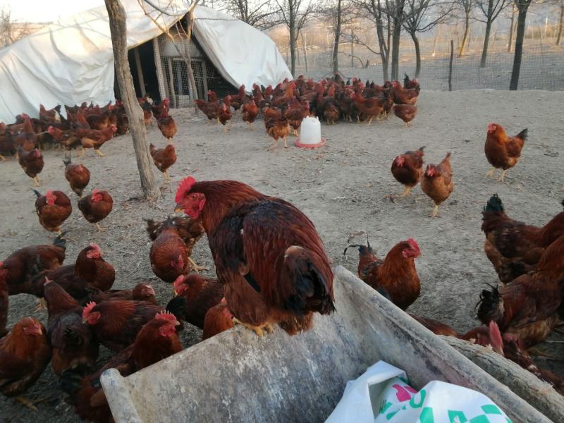 【林下散养土鸡】“陇桥绿源”牌活禽纯粮食养殖可视频看货