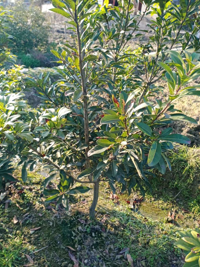 杨梅苗，东魁，台梅，黑炭，王子安海，农户自产自销欢迎购买