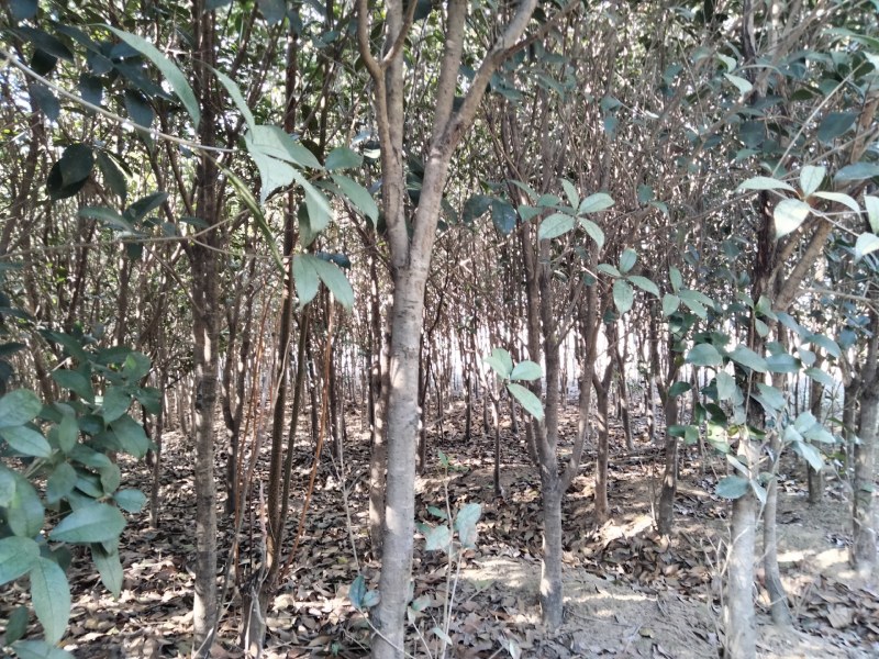 桂花树八月桂2一5公分正在出售中