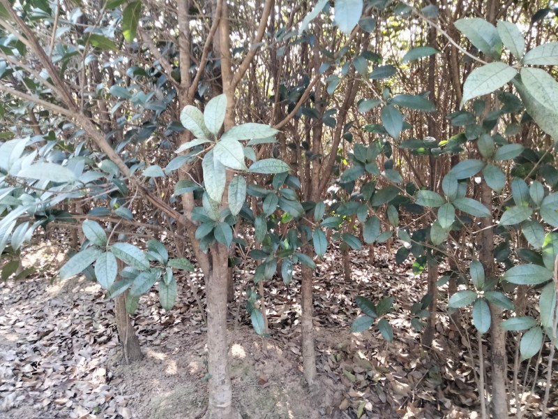 桂花树八月桂2一5公分正在出售中