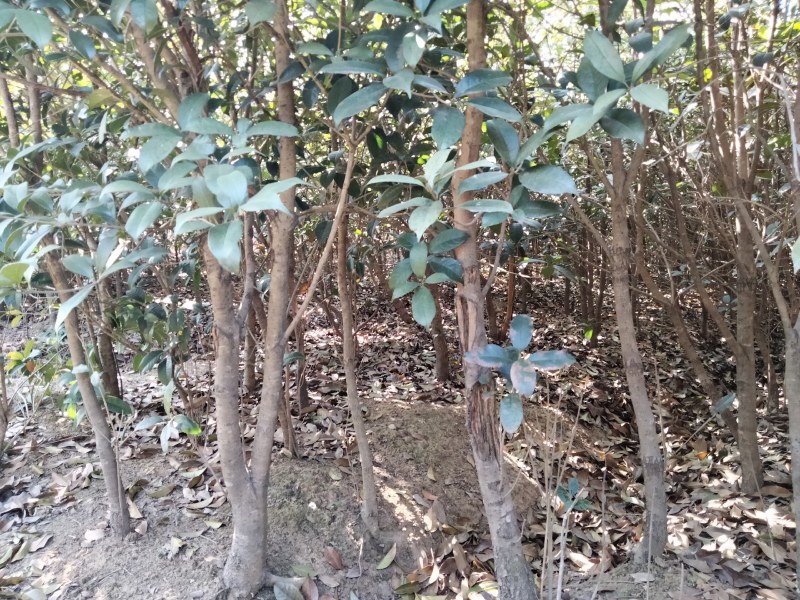 桂花树八月桂2一5公分正在出售中