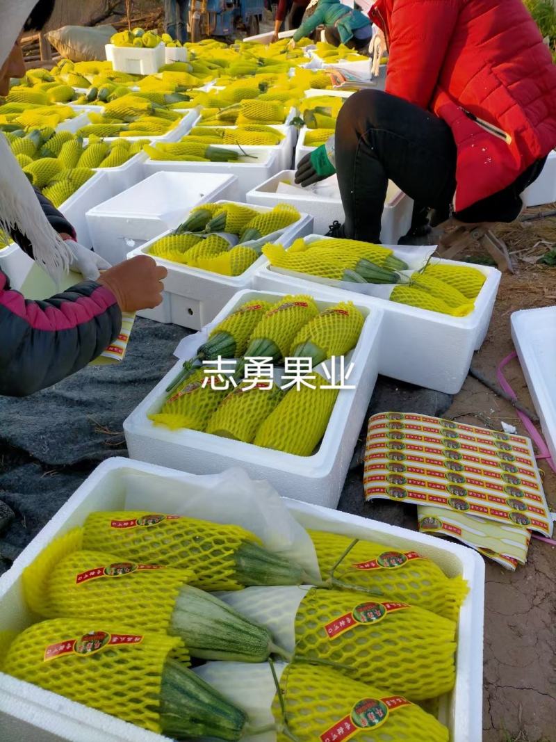 山东羊角蜜甜瓜羊角蜜博洋91博洋61蜜源18绿宝