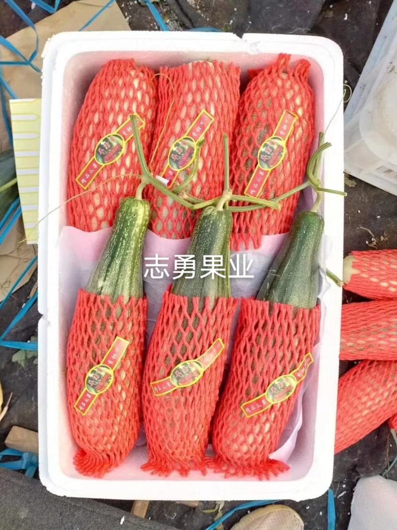 山东羊角蜜甜瓜羊角蜜博洋91博洋61蜜源18绿宝
