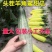 山东羊角蜜甜瓜羊角蜜博洋91博洋61蜜源18绿宝