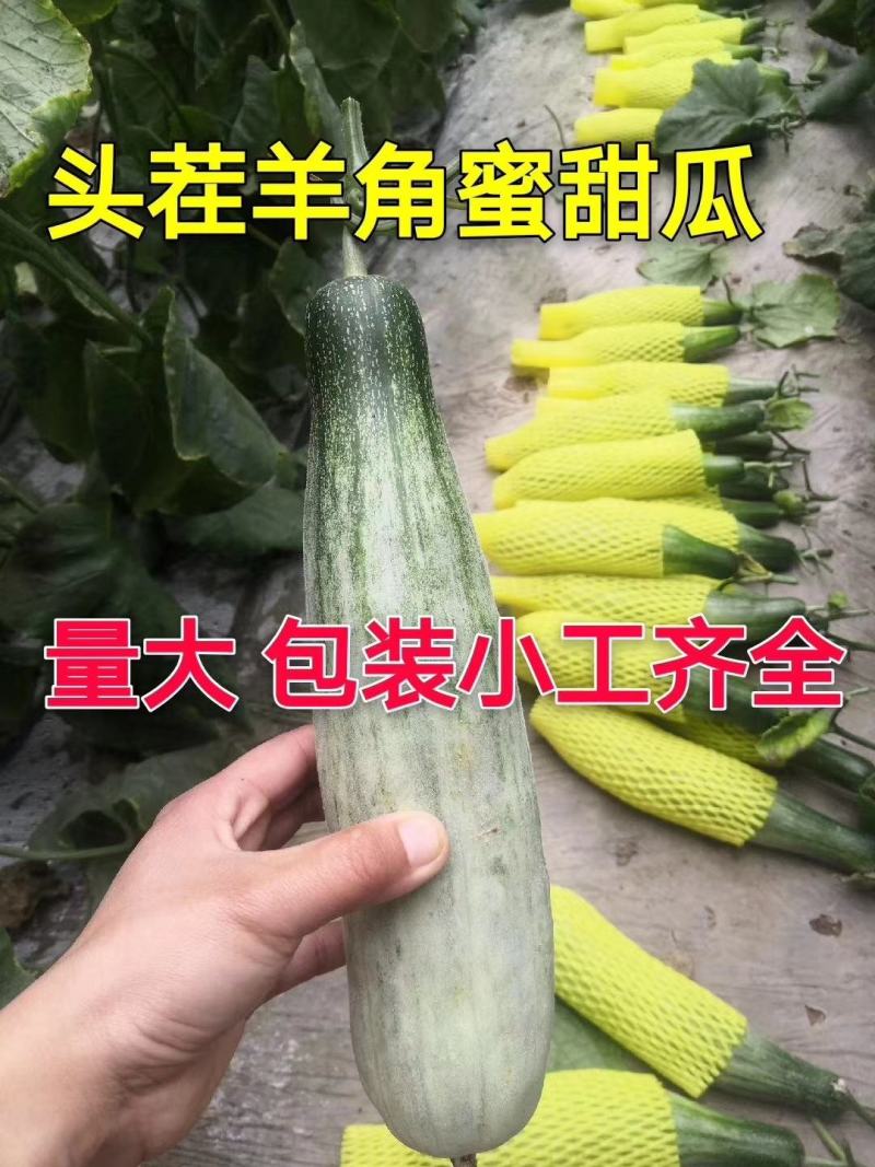 山东羊角蜜甜瓜羊角蜜博洋91博洋61蜜源18绿宝