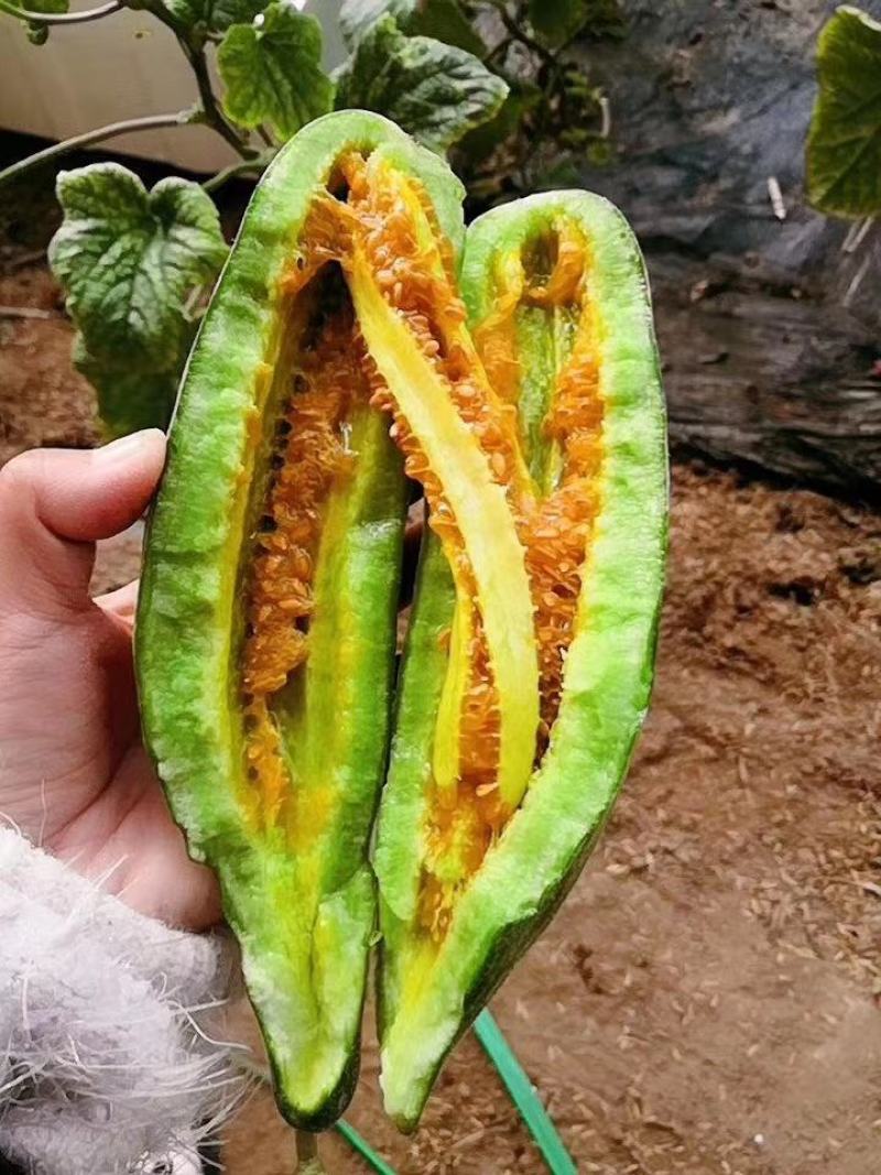 山东羊角蜜甜瓜羊角蜜博洋91博洋61蜜源18绿宝