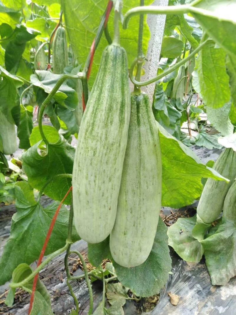 山东羊角蜜甜瓜羊角蜜博洋91博洋61蜜源18绿宝