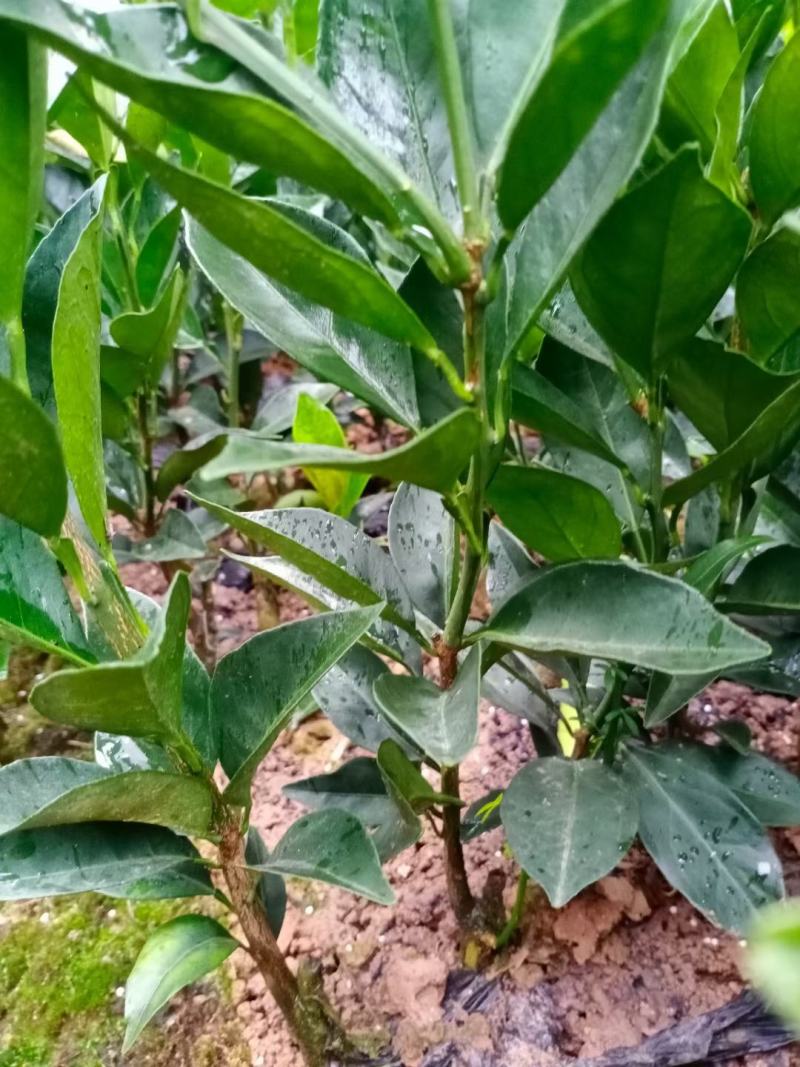 夏橙苗纽荷尔脐橙苗！南丰苗！碰柑苗！国庆一号