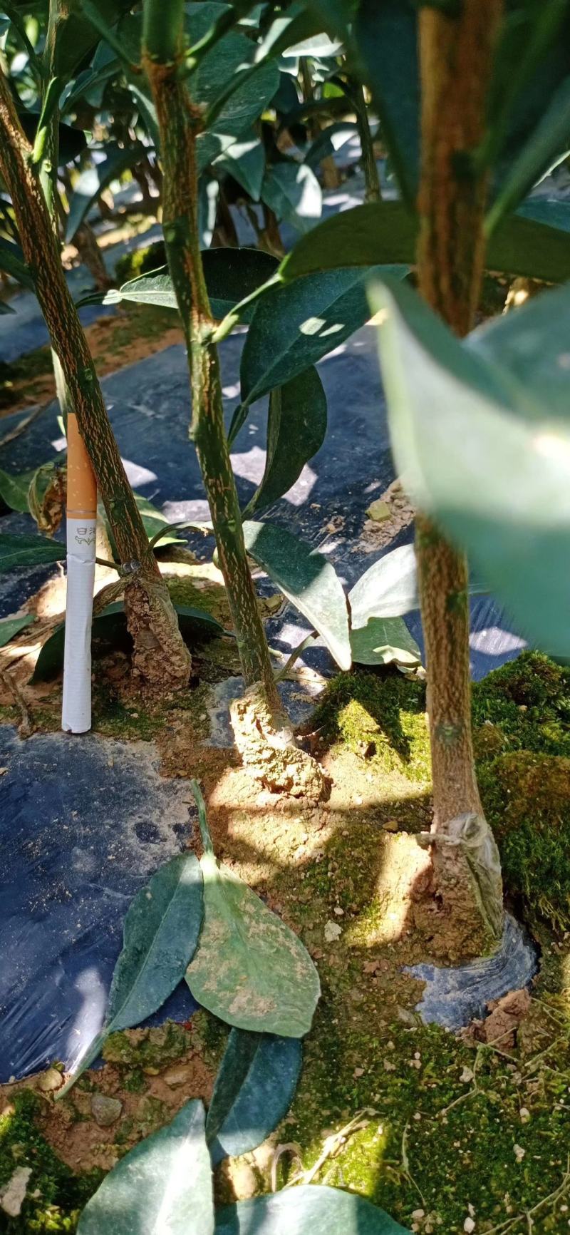 夏橙苗纽荷尔脐橙苗！南丰苗！碰柑苗！国庆一号