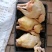【林下散养土鸡】“陇桥绿源”牌活禽纯粮食养殖可视频看货
