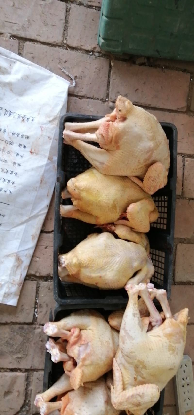 【林下散养土鸡】“陇桥绿源”牌活禽纯粮食养殖可视频看货