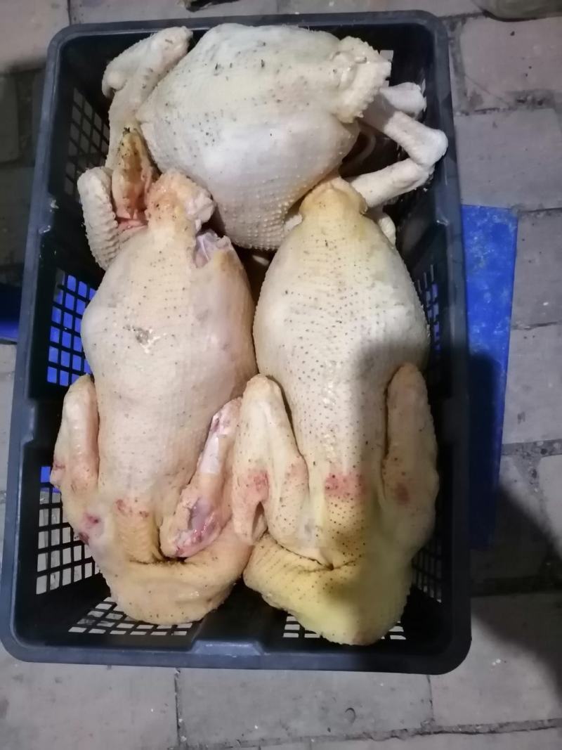 【林下散养土鸡】“陇桥绿源”牌活禽纯粮食养殖可视频看货