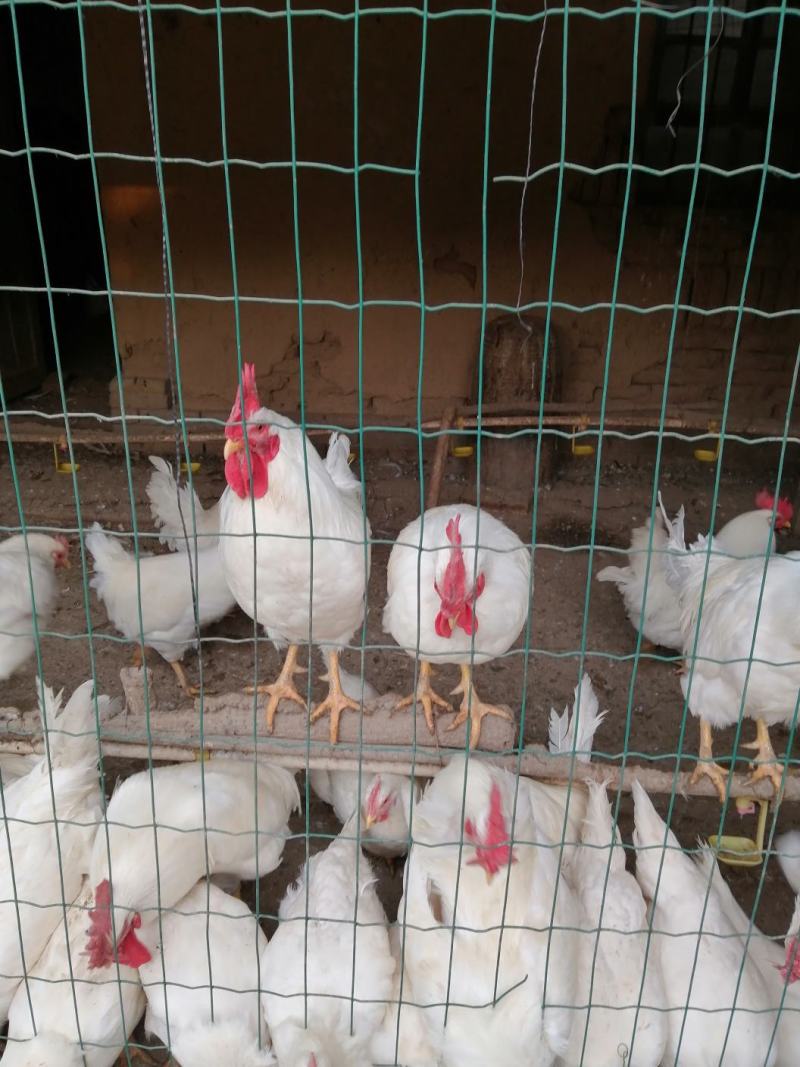 【林下散养土鸡】“陇桥绿源”牌活禽纯粮食养殖可视频看货
