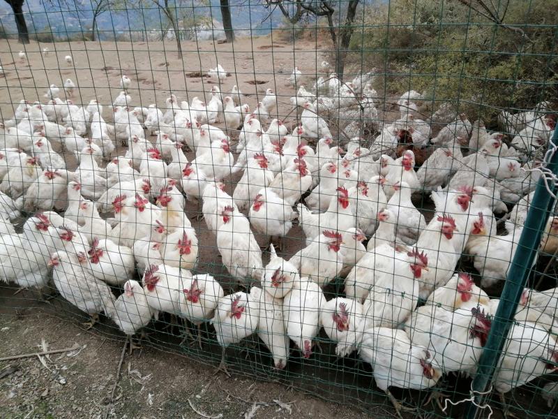 【林下散养土鸡】“陇桥绿源”牌活禽纯粮食养殖可视频看货