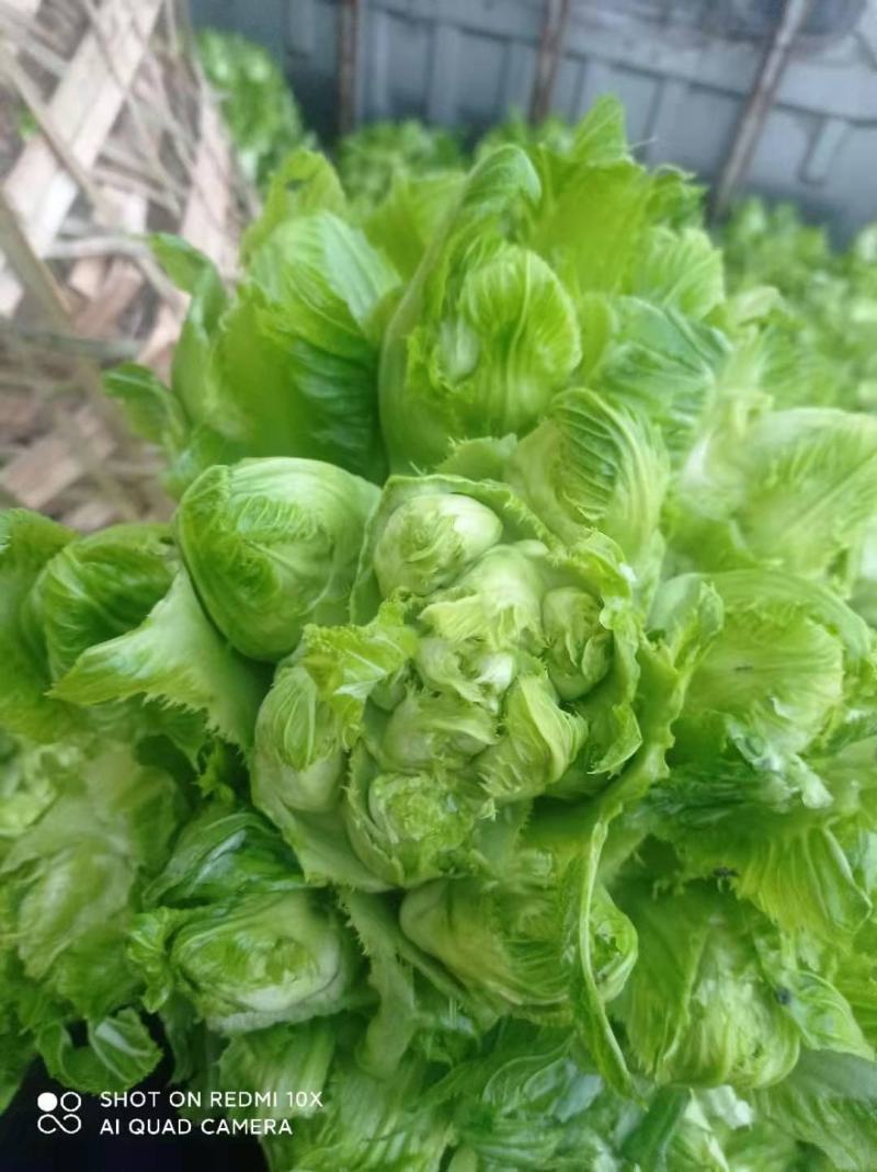 百亩园精品儿菜，价格实惠，质量保证，数量有限，先到先得