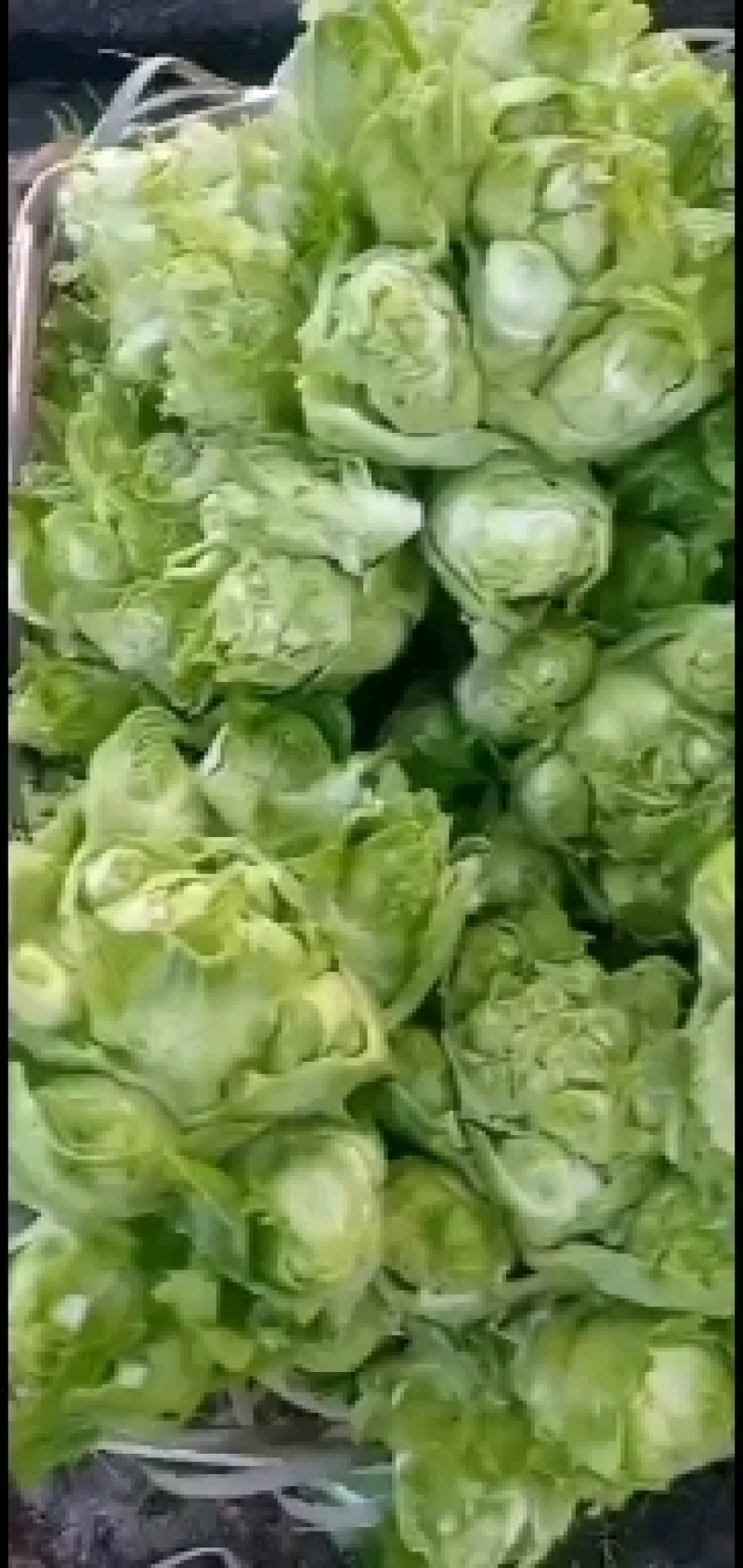 百亩园精品儿菜，价格实惠，质量保证，数量有限，先到先得