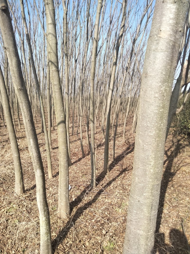 乔灌木4一12公分栾树正在出售中，自家种植的，欢迎选