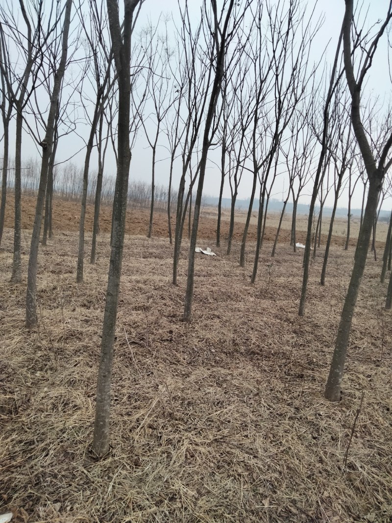 乔灌木4一12公分栾树正在出售中，自家种植的，欢迎选