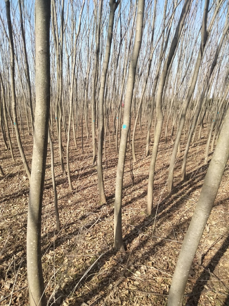 乔灌木4一12公分栾树正在出售中，自家种植的，欢迎选