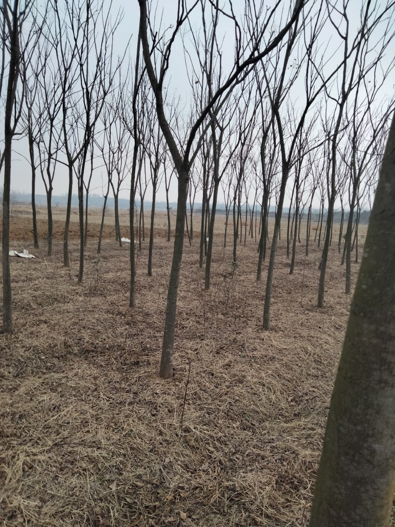 乔灌木4一12公分栾树正在出售中，自家种植的，欢迎选
