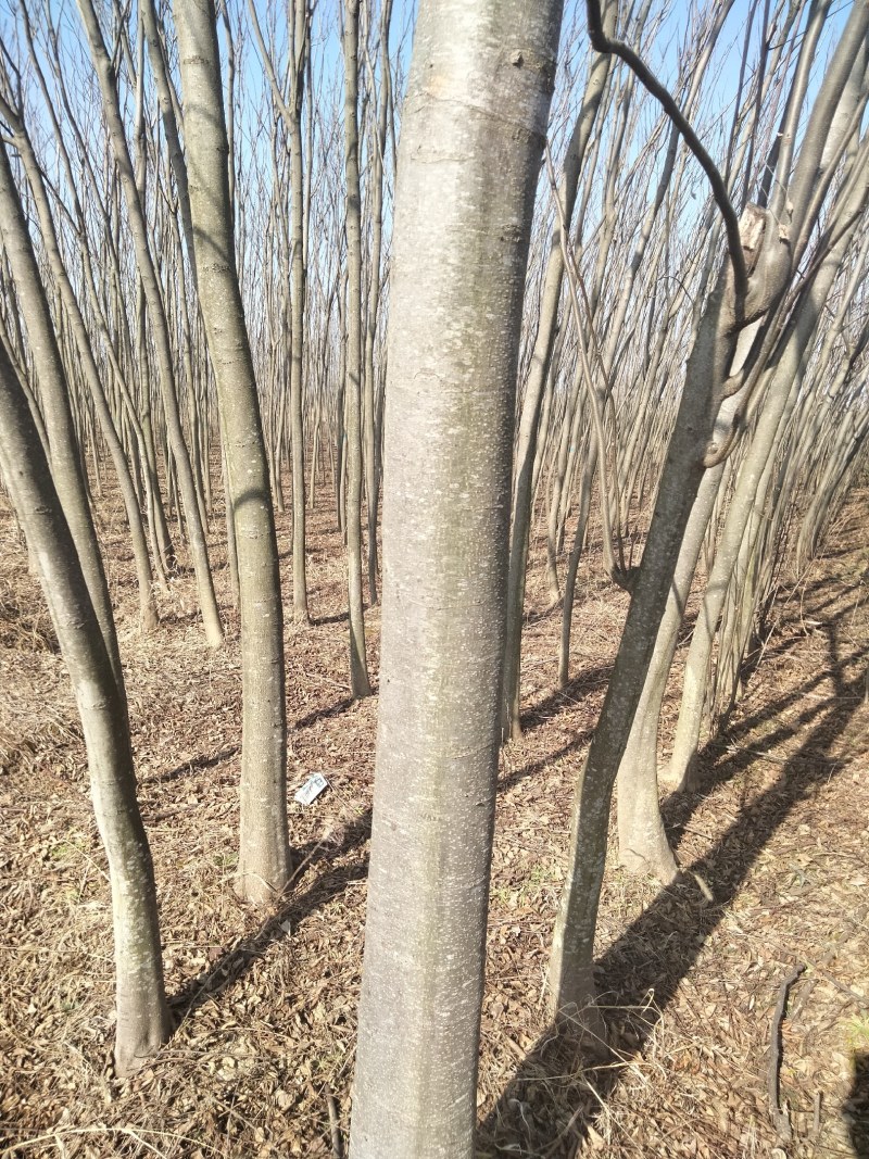 乔灌木4一12公分栾树正在出售中，自家种植的，欢迎选