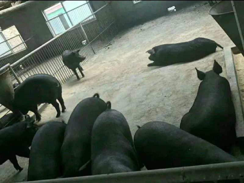 仔猪批发基地常年供应检疫齐全防疫到位送猪到家